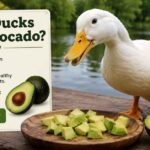 Can Ducks Eat Avocado?