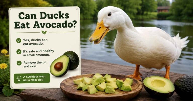Can Ducks Eat Avocado?