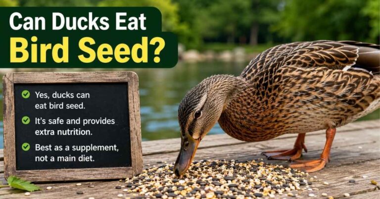 Can Ducks Eat Bird Seed?