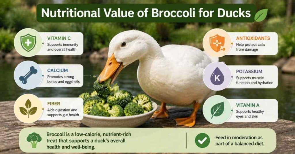 Can Ducks Eat Broccoli?