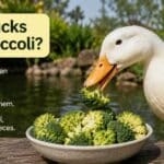 Can Ducks Eat Broccoli?