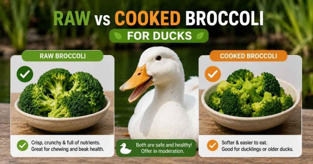 Can Ducks Eat Broccoli?