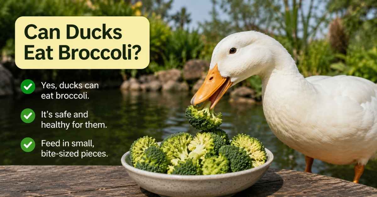 Can Ducks Eat Broccoli?