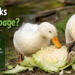 Can Ducks Eat Cabbage?
