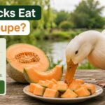 Can Ducks Eat Cantaloupe?