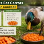 Can Ducks Eat Carrots Raw or Cooked?