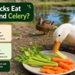 Can Ducks Eat Carrots and Celery?