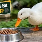 Can Ducks Eat Cat Food?