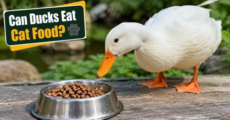 Can Ducks Eat Cat Food?