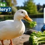 Can Ducks Eat Celery?