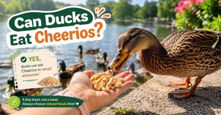 Can Ducks Eat Cheerios?