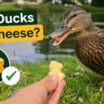 Can Ducks Eat Cheese?