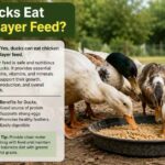 Can Ducks Eat Chicken Layer Feed?