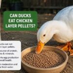 Can Ducks Eat Chicken Layer Pellets?