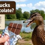 Can Ducks Eat Chocolate?