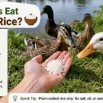 Can Ducks Eat Cooked Rice?
