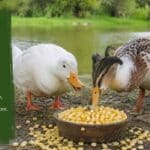 Can Ducks Eat Corn?