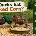 Can Ducks Eat Cracked Corn?