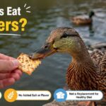 Can Ducks Eat Crackers?