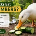 Can Ducks Eat Cucumbers?