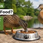 Can Ducks Eat Dog Food?