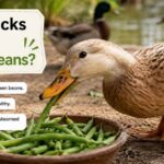 Can Ducks Eat Green Beans?