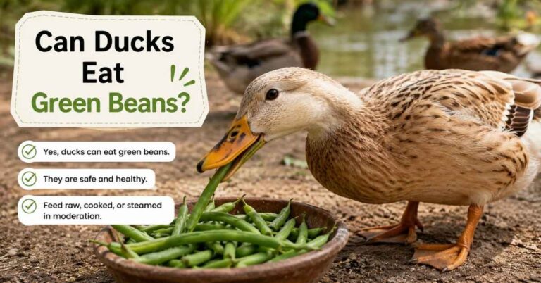 Can Ducks Eat Green Beans?