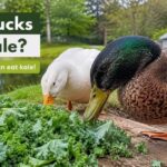 Can Ducks Eat Kale?