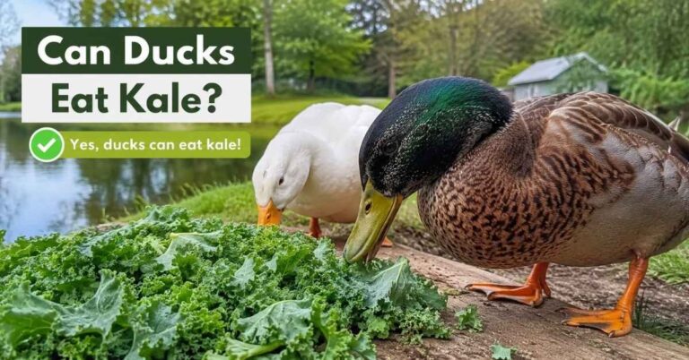 Can Ducks Eat Kale?