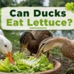 Can Ducks Eat Lettuce?