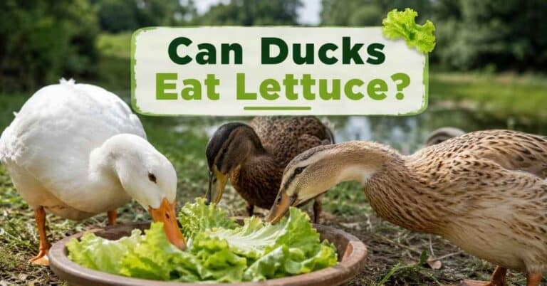 Can Ducks Eat Lettuce?