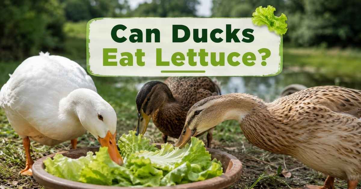 Can Ducks Eat Lettuce?