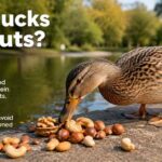 Can Ducks Eat Nuts?