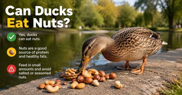 Can Ducks Eat Nuts?