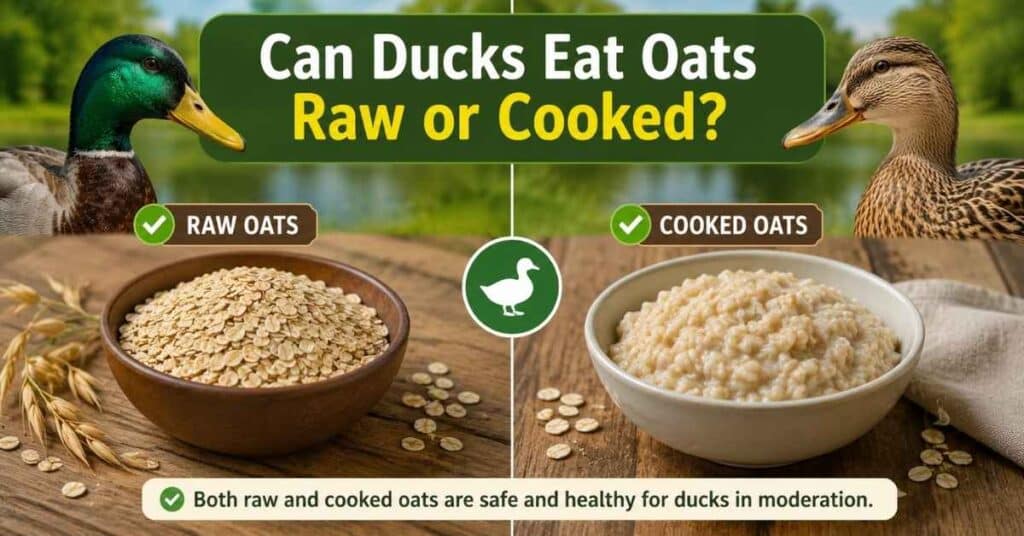 Can Ducks Eat Oats?