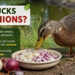 Can Ducks Eat Onions?