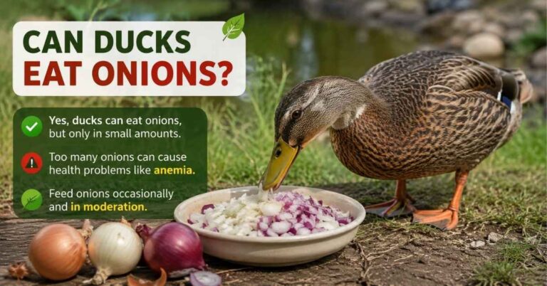 Can Ducks Eat Onions?