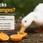 Can Ducks Eat Oranges?