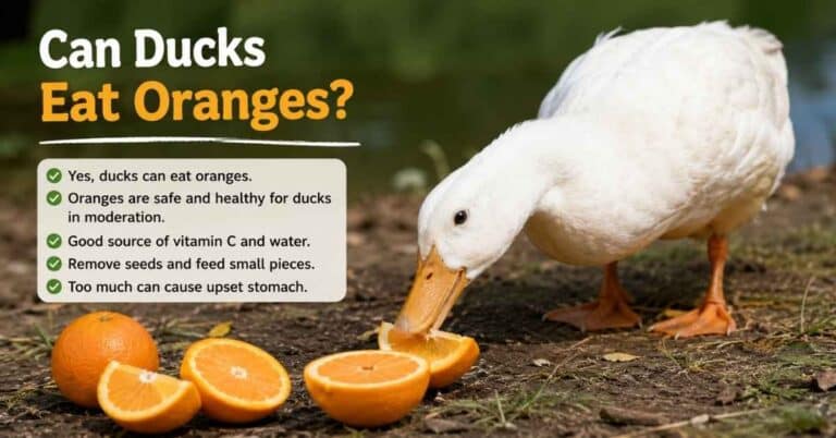Can Ducks Eat Oranges?