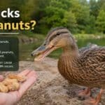 Can Ducks Eat Peanuts?