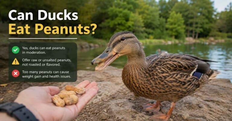 Can Ducks Eat Peanuts?