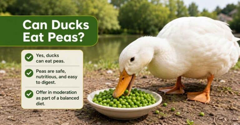Can Ducks Eat Peas?