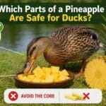 Can Ducks Eat Pineapple?