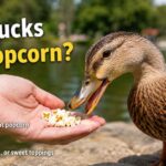 Can Ducks Eat Popcorn?