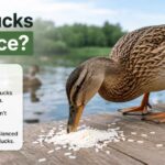 Can Ducks Eat Rice?