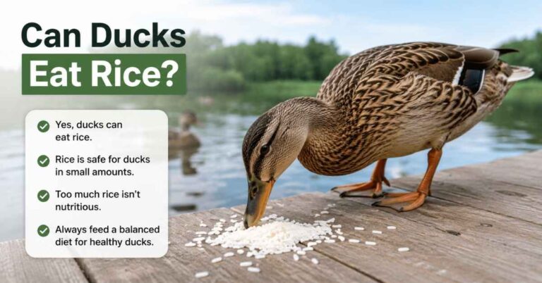 Can Ducks Eat Rice?