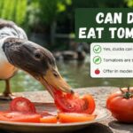 Can Ducks Eat Tomatoes?