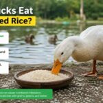 Can Ducks Eat Uncooked Rice?