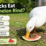 Can Ducks Eat Watermelon Rind?