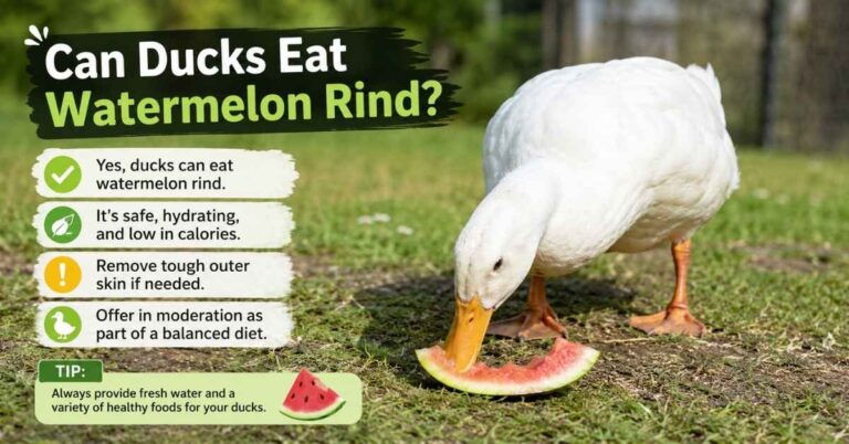 Can Ducks Eat Watermelon Rind?